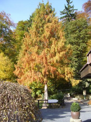 Romantik Waldhotel Mangold