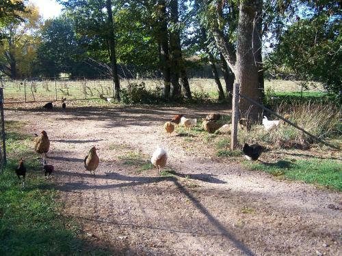 Agroturismo Drumreagh Bed & Breakfast Cabins