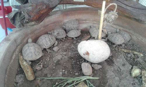 Apartamento Durrsaku I Vjeter