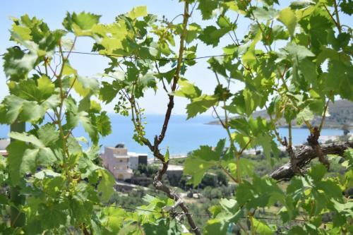 Hostal Belvedere Adriatica