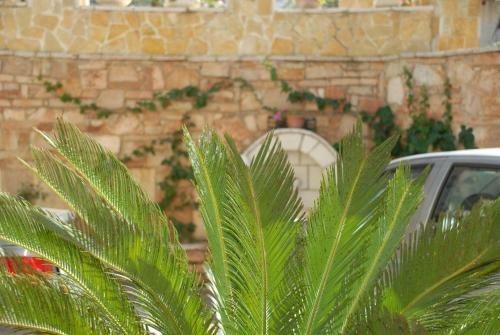 Hostal Olive Tree
