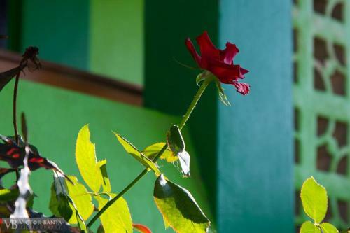 Belize Toucan Nest Hotel