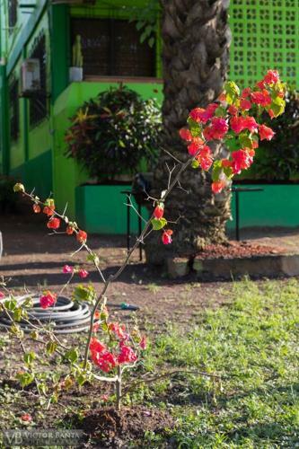 Belize Toucan Nest Hotel