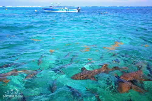 Hotel Cayo Espanto