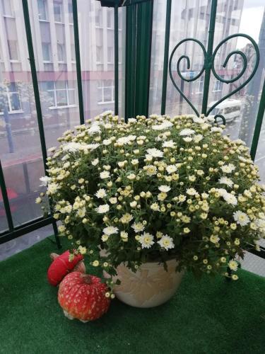 Apartment Center Azeska 49