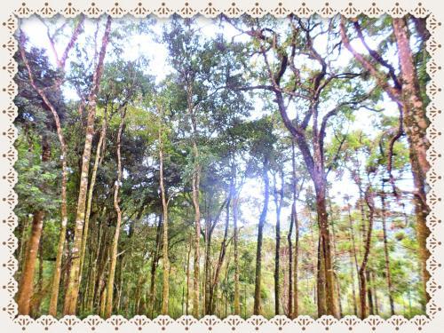 Bosque Das Arauc�rias