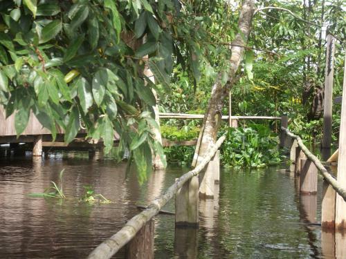 Amazon Arowana Lodge