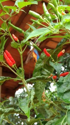 Shambala Piri