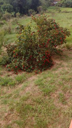 Sitio Recanto Naturalle
