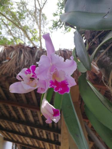 Canoa Hostel E Suites