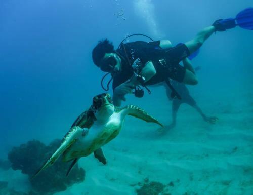 Albergue Abrolhos Dive Inn