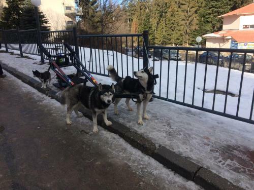Apartamento Studio In Hotel Flora Borovets