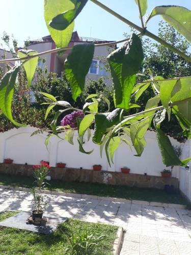 Hostal Siana House