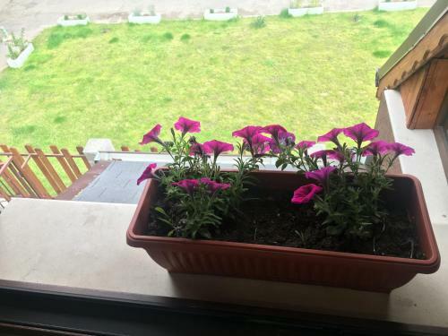 Hostal Sofia Family House