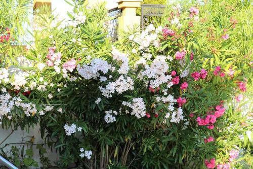 Villa Luxury House On Buzhaka