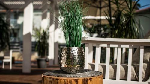 The Mint Hotel - Saint Vlas