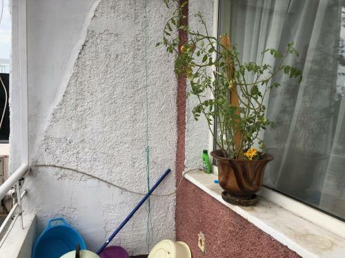 Apartamento Jivko's Studio