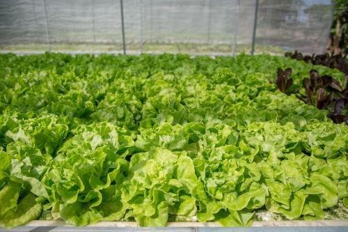 Amarak Farm