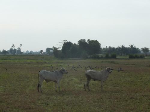 Villagestay