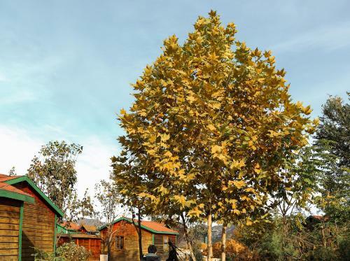 Yun Ju Courtyard Apartment