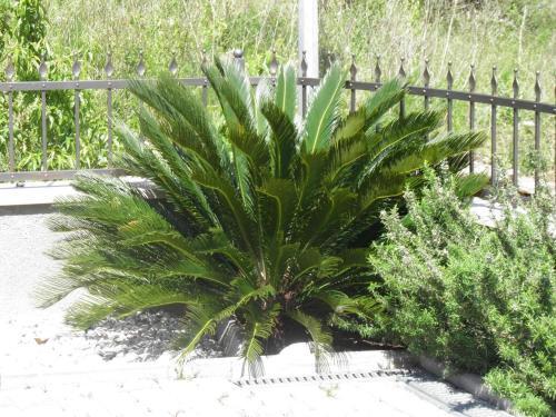 Apartment Brela 13118d