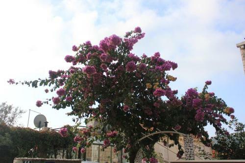 Apartments With A Parking Space Dubrovnik - 8580
