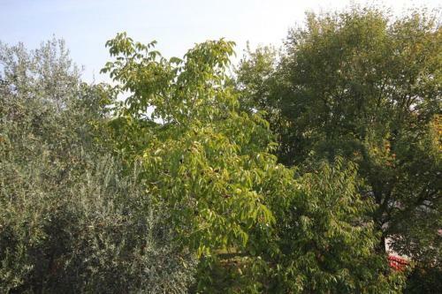 Apartments With A Parking Space Funtana (porec) - 7076