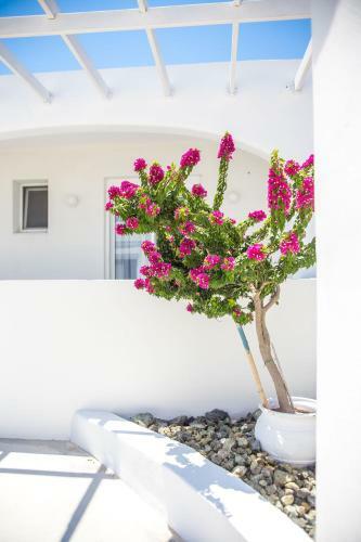 Villa White Passion