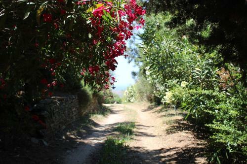 Villette Adonis Andros