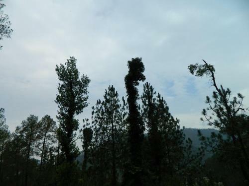 Bhowali Homestay