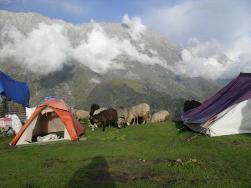 Holidaydada Triund (dharamshala) Camps
