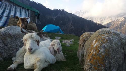 Holidaydada Triund (dharamshala) Camps