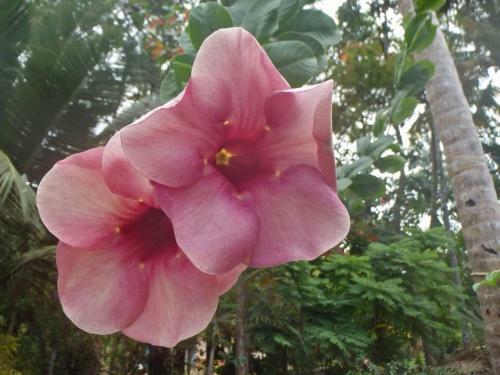 Nallathanka Nest Homestay