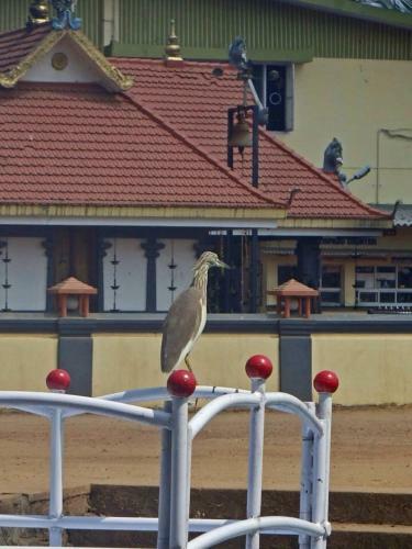 Nallathanka Nest Homestay
