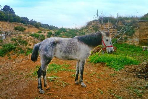Holiday Home Platanias