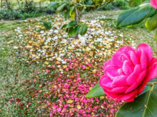 Apartamento Blooming Memories