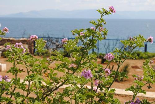 Andromachi Apartments