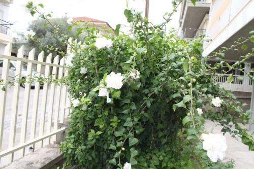 Apartamento Dimitriadis Hotel