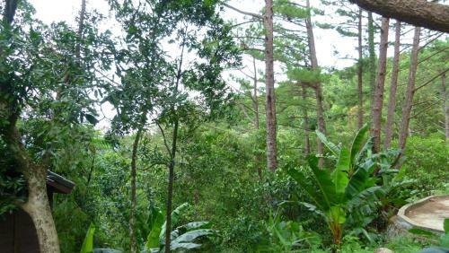 Bed & Breakfast Bach Ma Trekking Hillside Homestay