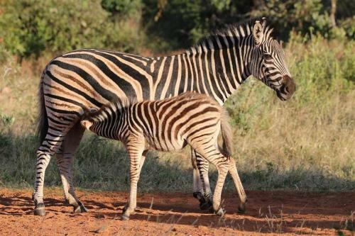 Agroturismo Tholo Private Game Lodge