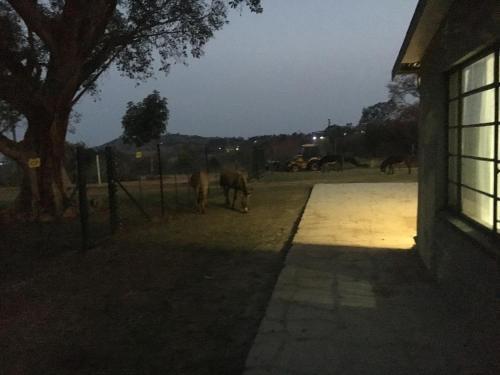 Lodge Thulile Guest Farm