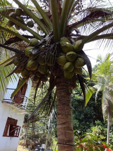 Field View Homestay