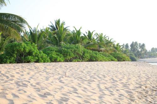 Hotel Mangrove Beach Cabana