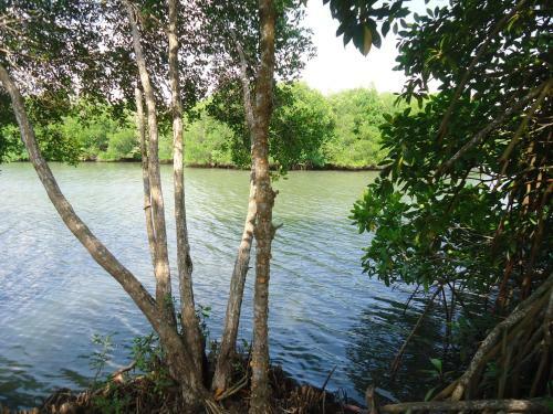 Water Rail Islet