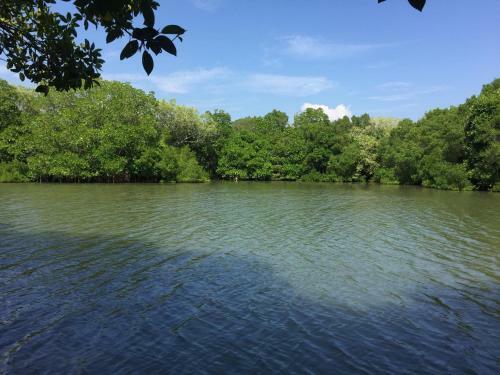 Water Rail Islet