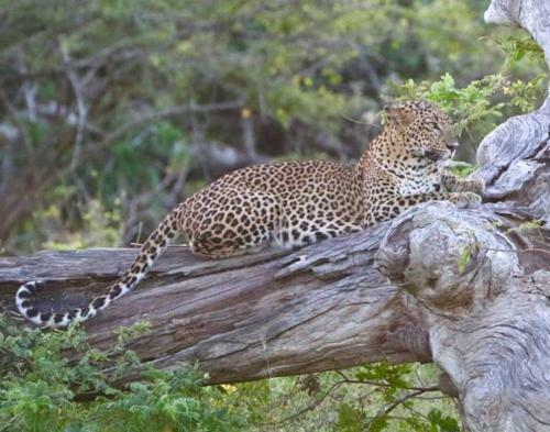 Yala Hideaway
