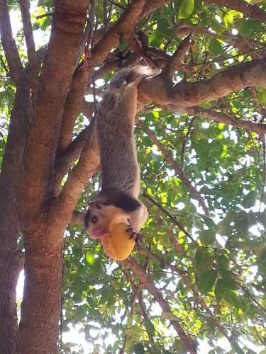 Yala Tree House Safari
