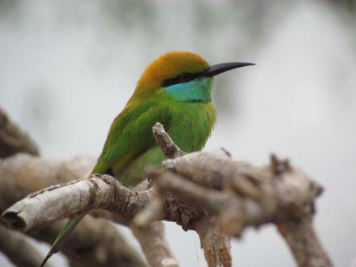 Sarath Home Stay And Safari