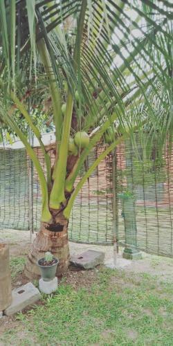 Avendra Holiday Home - Weligama
