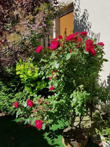 Apartament Tej